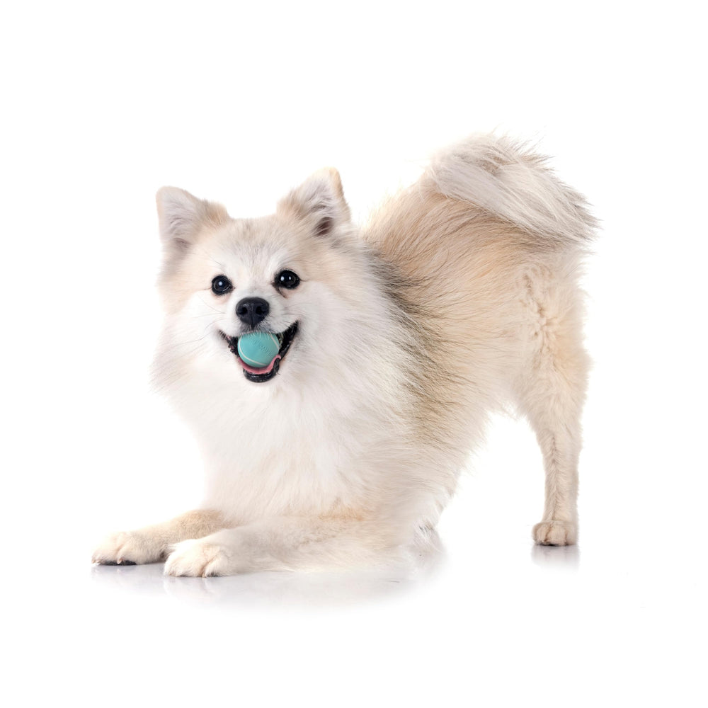 Durable non-toxic Playology Squeaky Chew Ball suited for dogs up to 15 lbs.