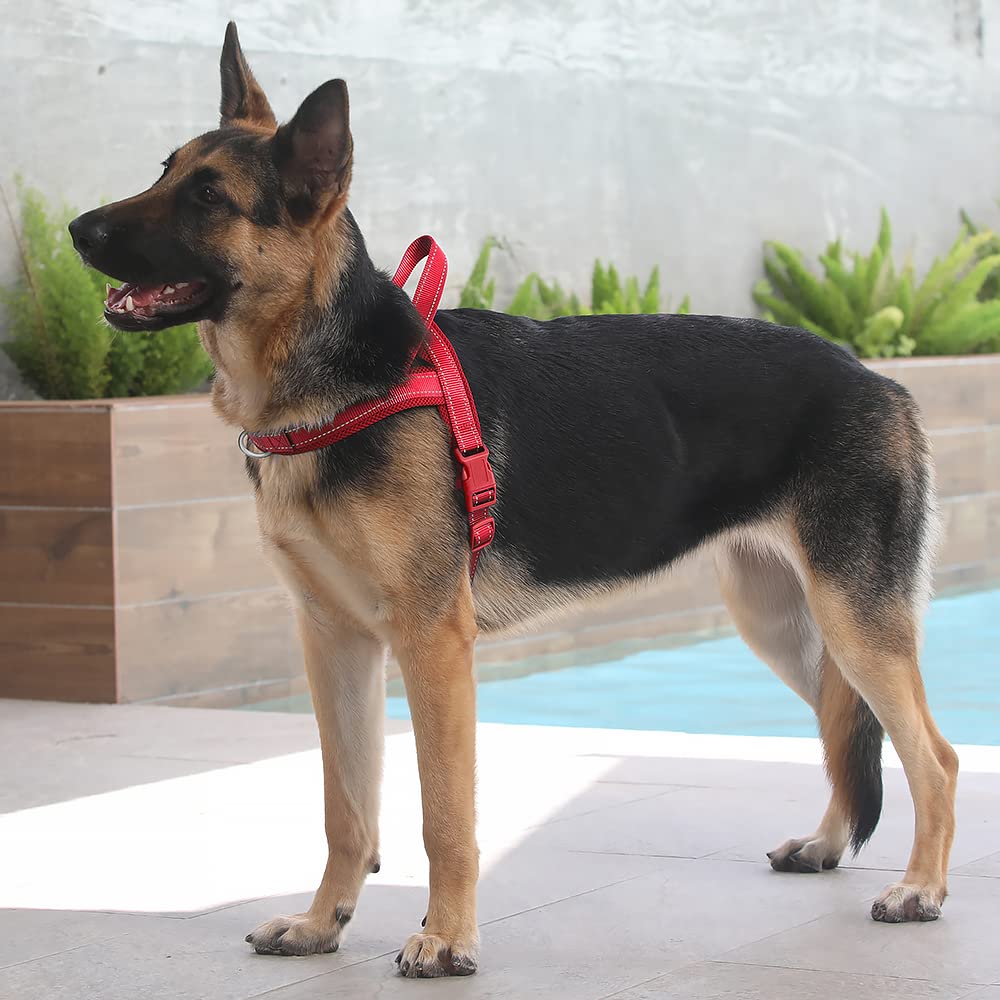 Plutus Pet reinforced nylon straps and hardware ensure long-lasting durability.