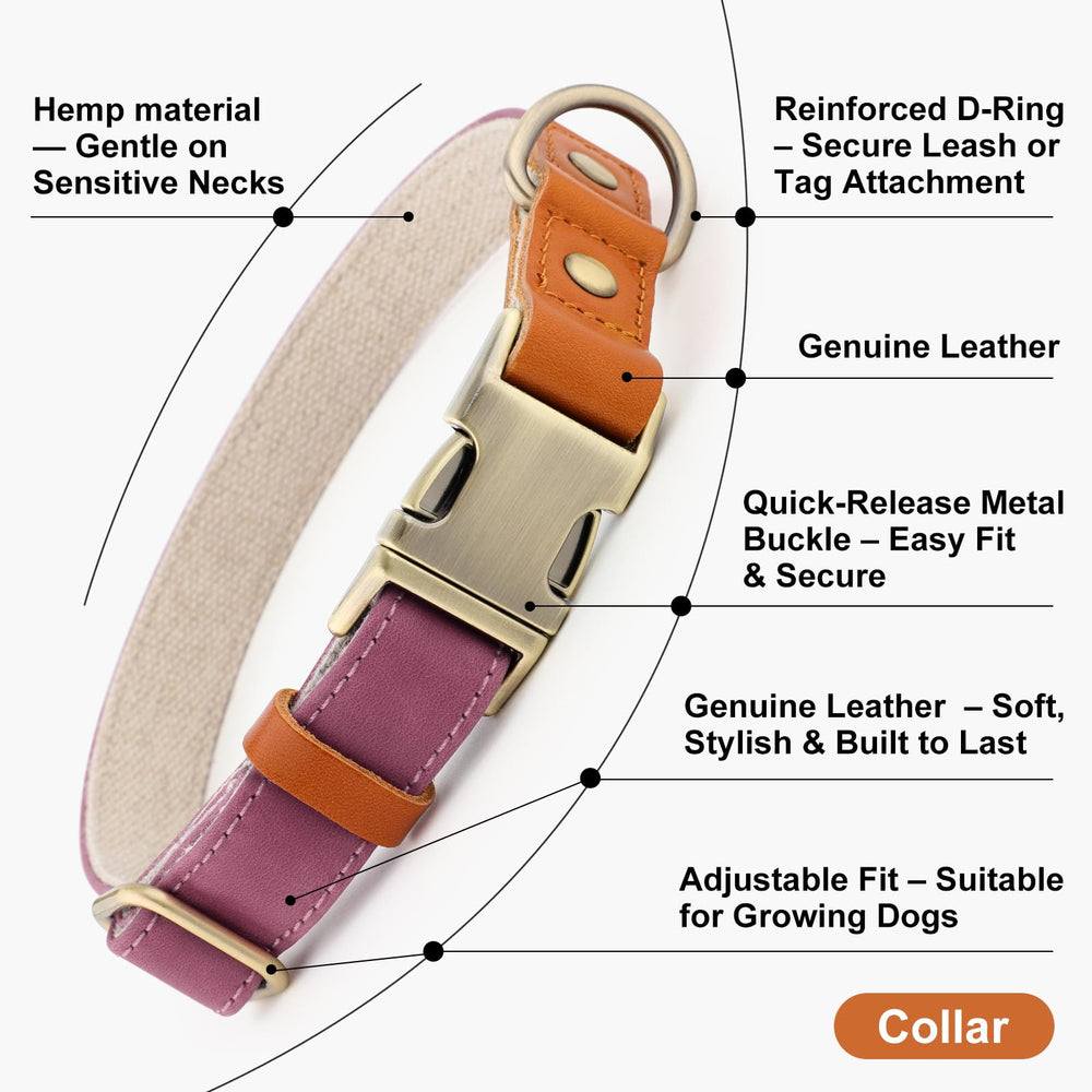 Plutus Pet collar leather hemp purple XS on a dog during an outdoor walk.