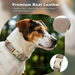 Plutus Pet quick-release buckle dog collar enables fast on-off during busy days.
