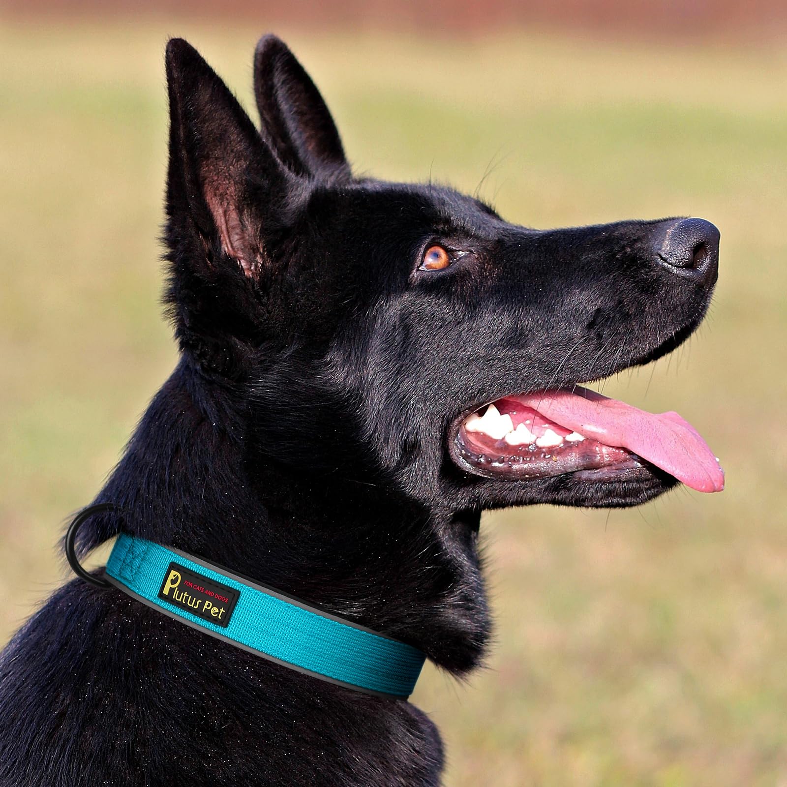 Plutus Pet Tactical Collar on dog cyan demonstrates stylish, functional everyday wear.