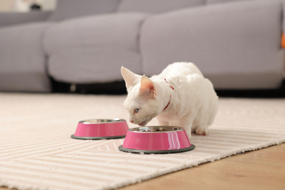 Podinor small bowl sized 1.5 cup for small dogs