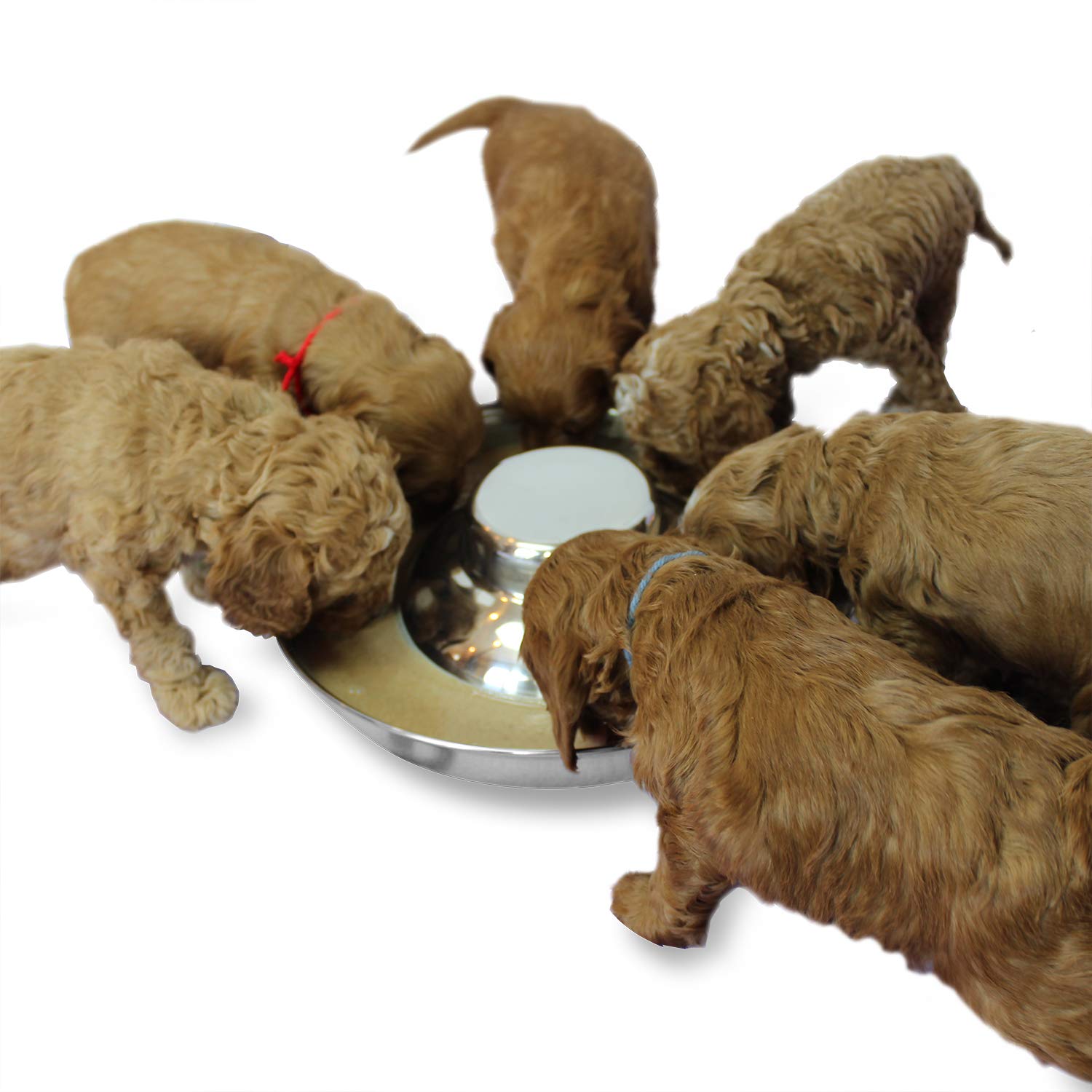 Podinor stainless steel puppy bowls closeup shows durable, easy-to-clean feeding surface.