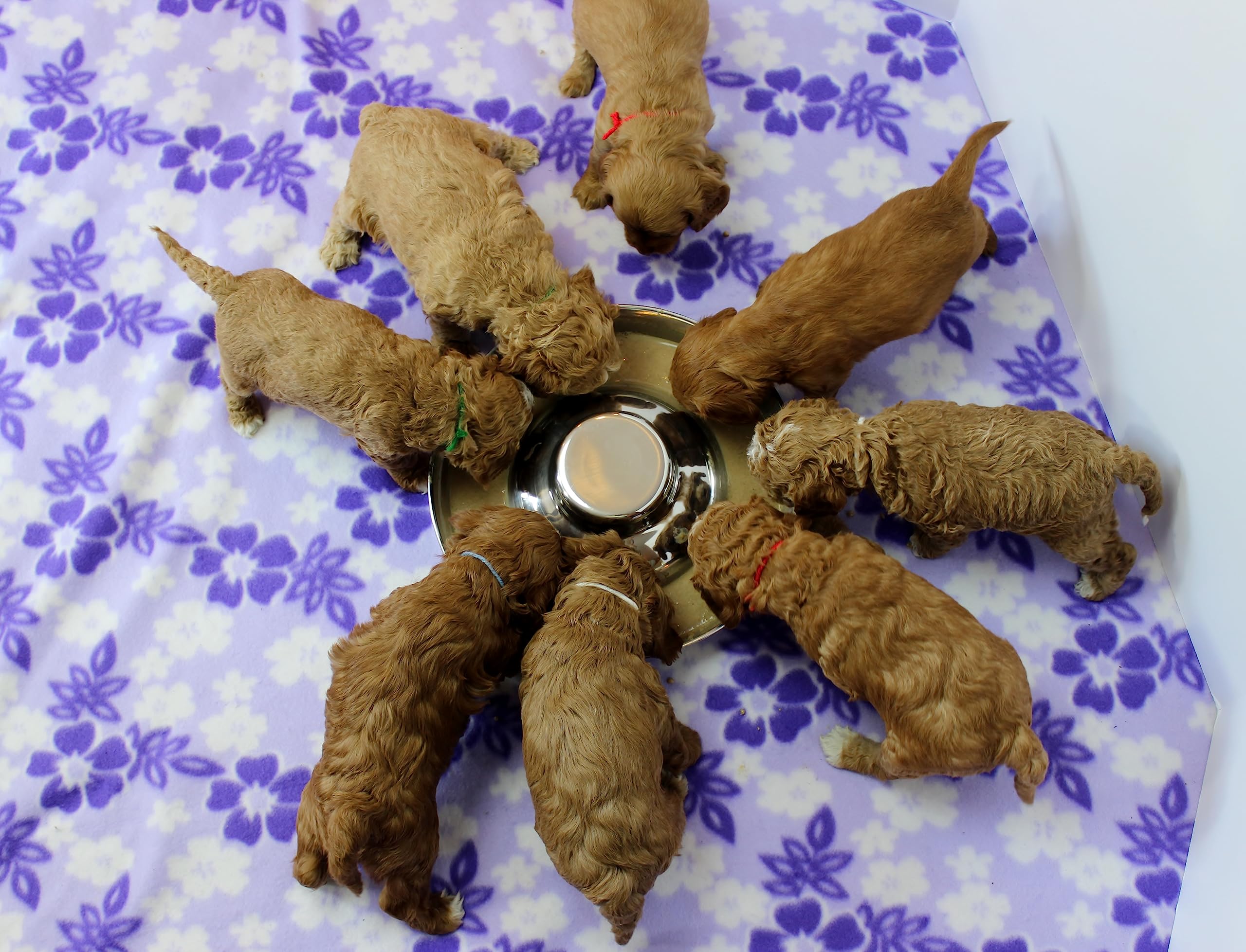 Podinor kitchen scene displays sturdy, long-lasting pet dish in use.