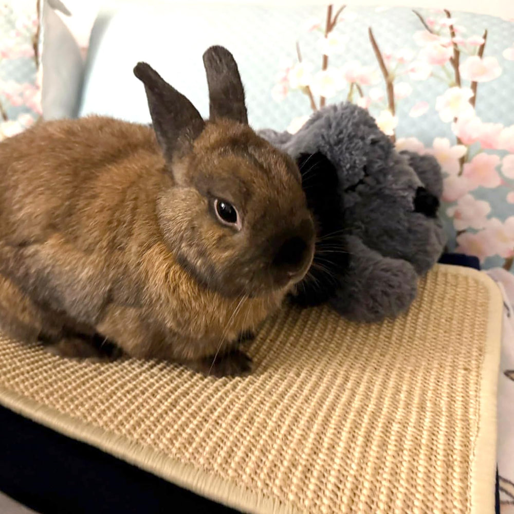 PODOO Bunny Scratch Pad in foraging and lounging in a small play area.