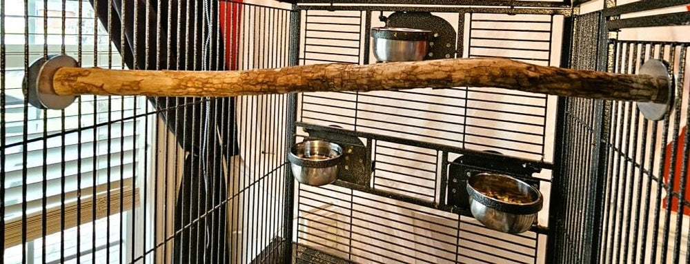 Polly's 28-inch perch mounted inside cage with secure side plates