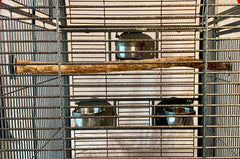 Polly's 28-inch hardwood perch side view highlighting thickness and bark texture
