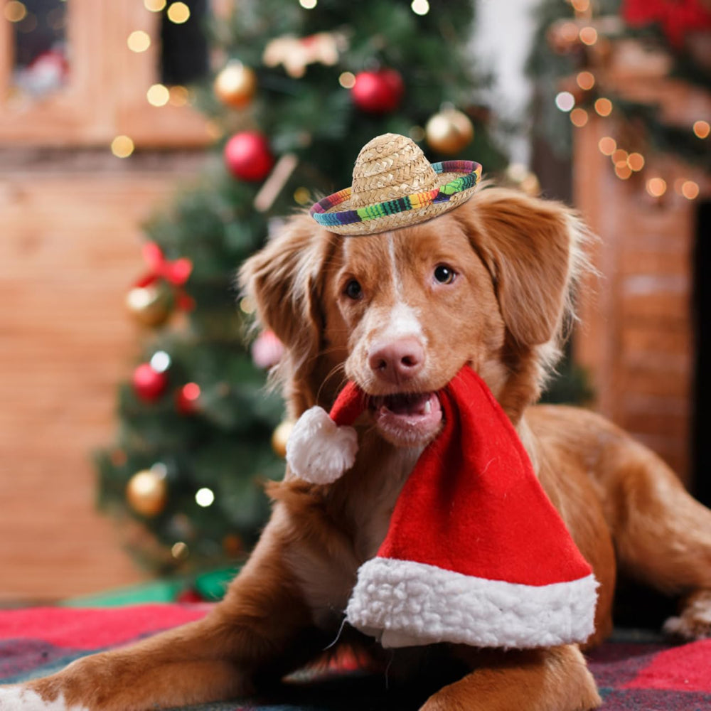 POPETPOP dog-sombrero-hats-pack neatly displayed packaging and variety.