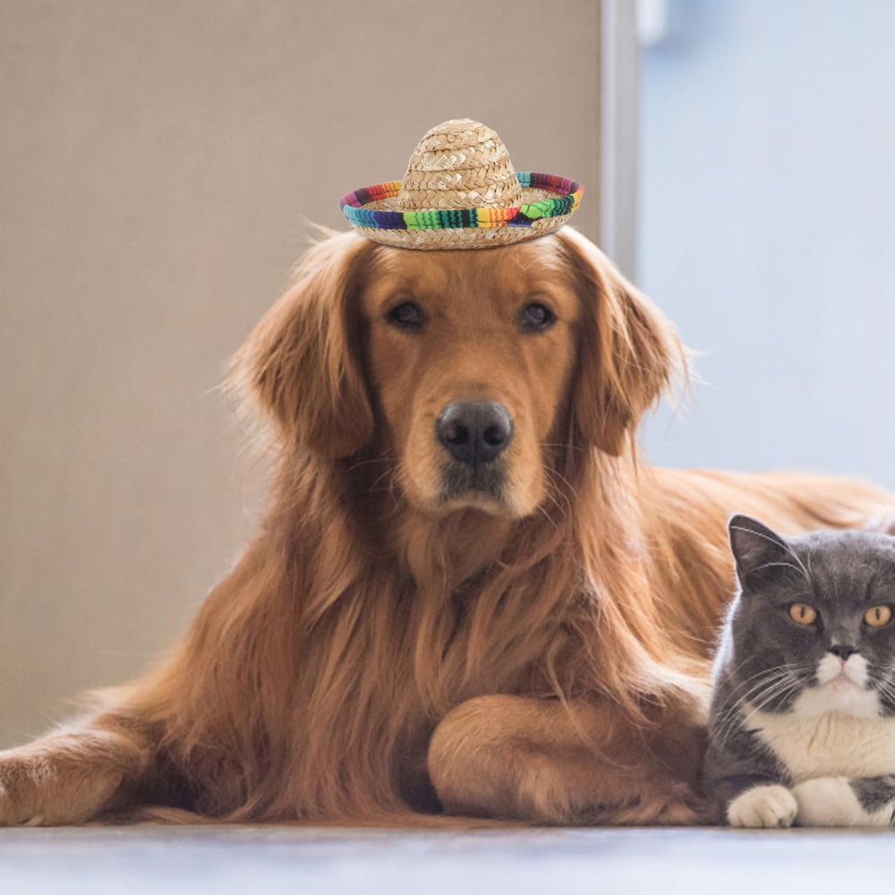 POPETPOP puppy-sombrero-hat-party ready for photos and parades.