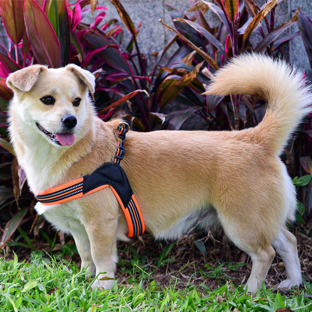 PORDLIE dog harness in bright orange color for visibility and style