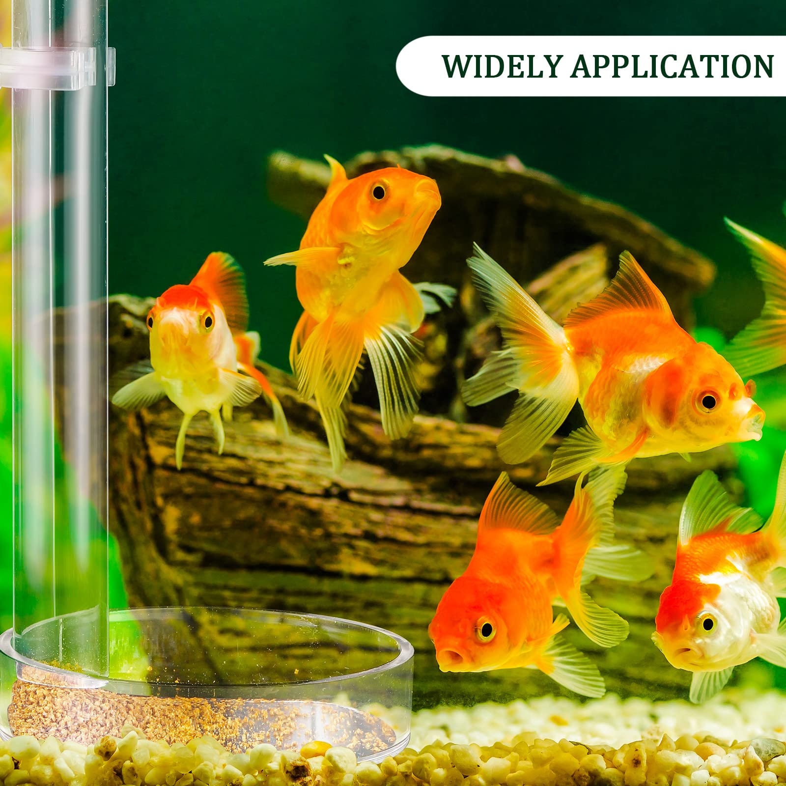 Potchen shrimp feeder in-use setup demonstrates safe distance feeding in home aquariums.