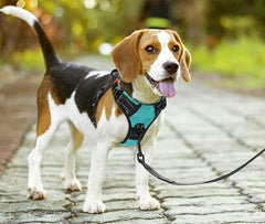PoyPet No Pull Harness back clip enabling versatile leash options during walks.