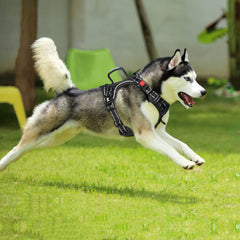 PoyPet No Pull Harness padded handle for quick control.