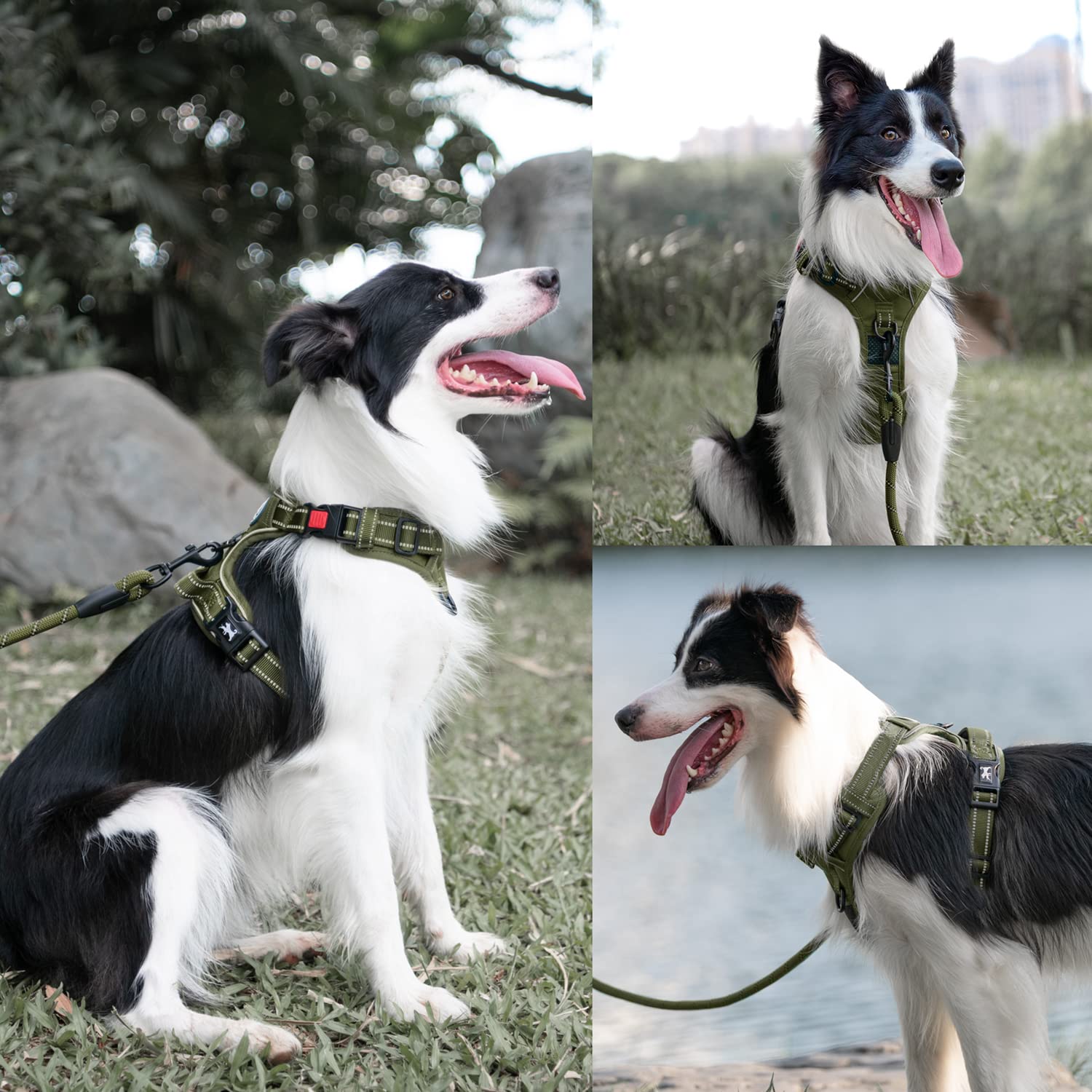 PoyPet no-pull harness reflective strap enhances visibility during night walks.