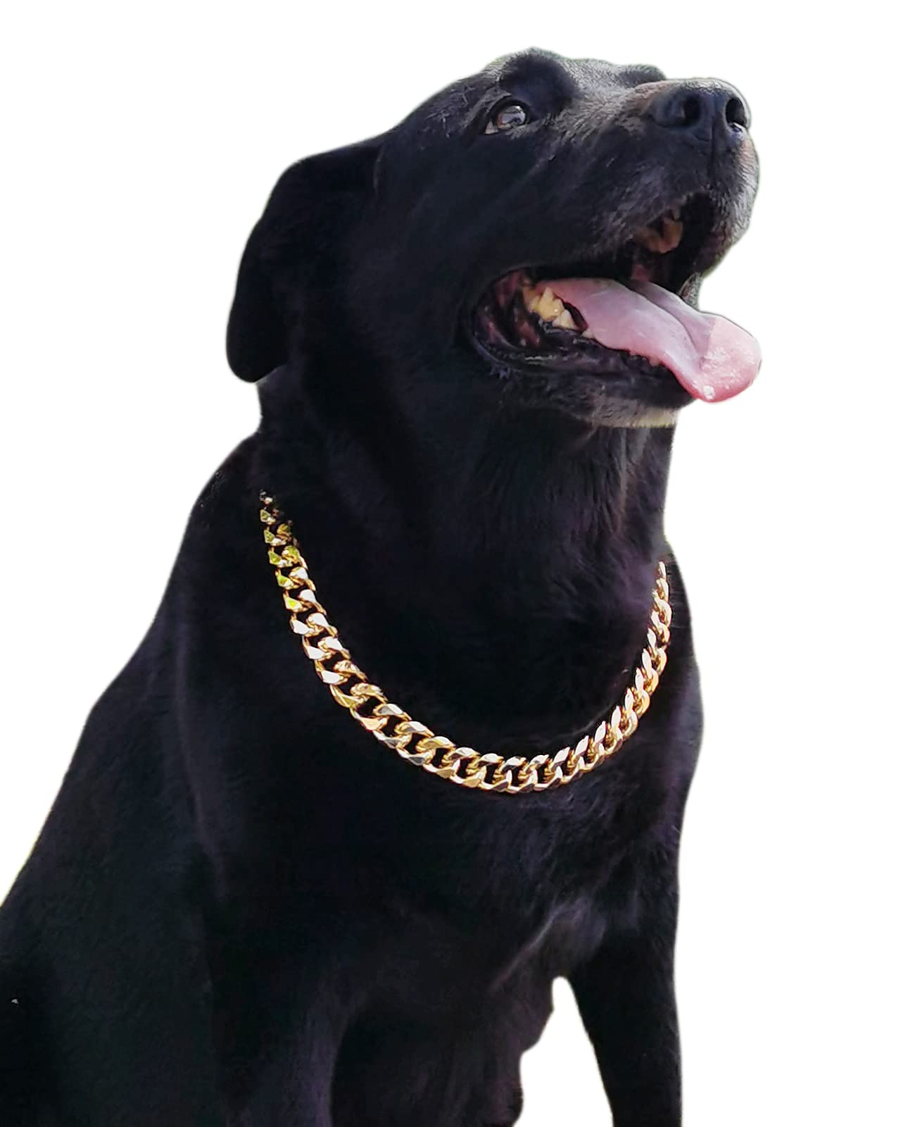PP COLOR Gold Chain Dog Collar closeup polish highlights smooth finish for comfortable wear