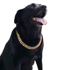PP COLOR Gold Chain Dog Collar closeup polish highlights smooth finish for comfortable wear