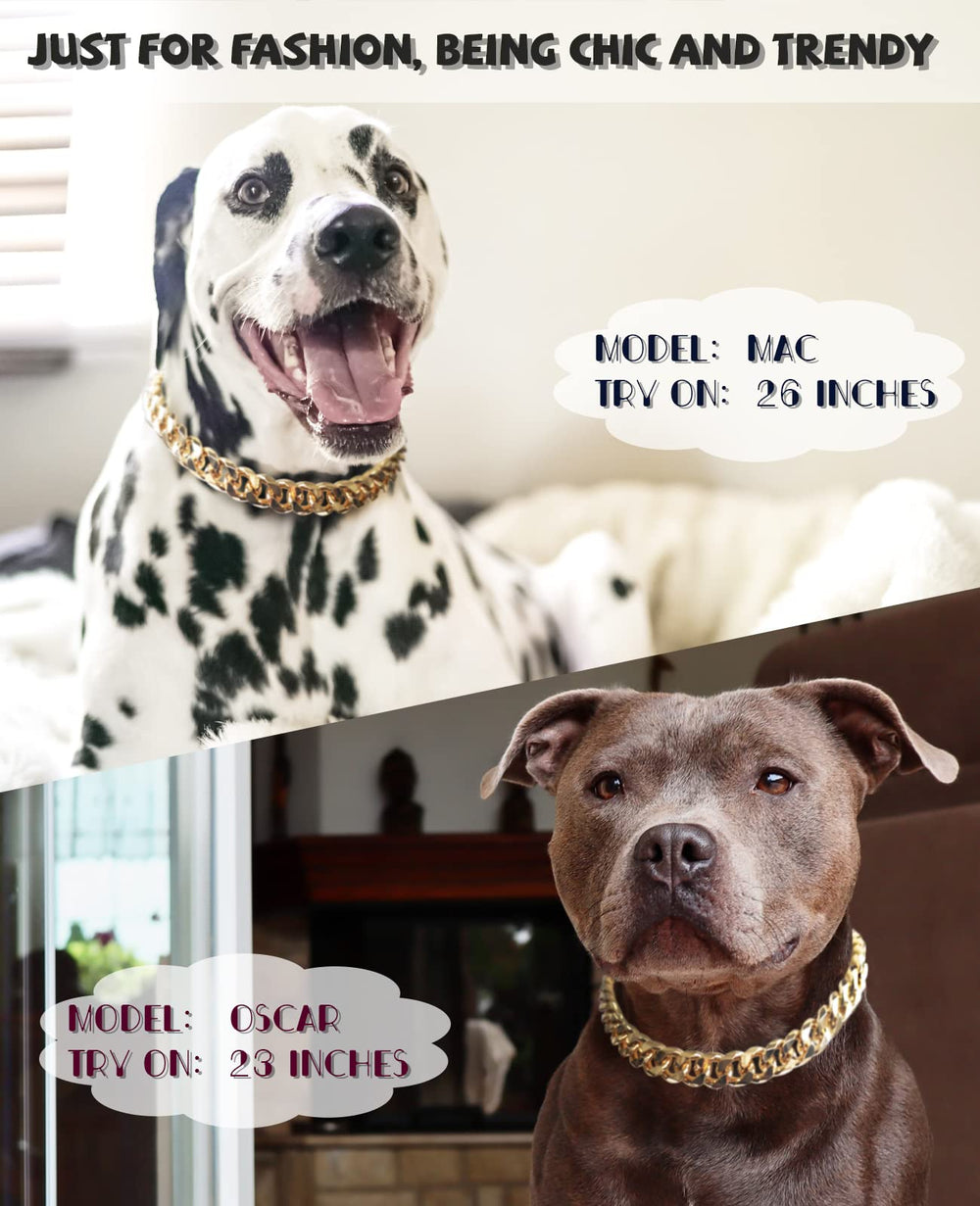 PP COLOR Gold Chain Dog Collar on bulldog model showcases stylish look