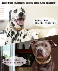 PP COLOR Gold Chain Dog Collar on bulldog model showcases stylish look