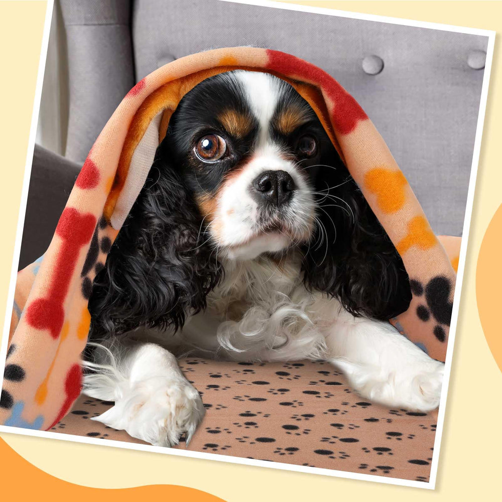 Preboun bulk-pack blanket display shows 50-piece, value-packed set.