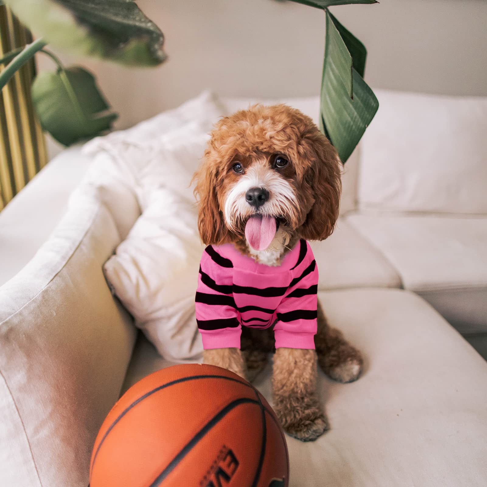 Preferhouse dog striped t-shirt worn on a dog during park stroll looks cute and stylish.