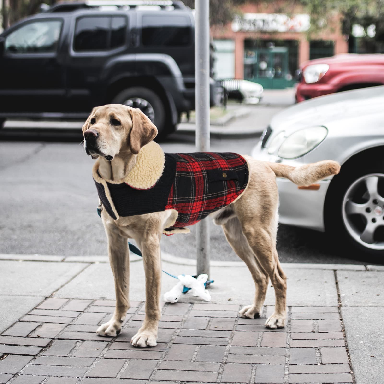Preferhouse winter coat sizes XS-XL fit a broad range of breeds.