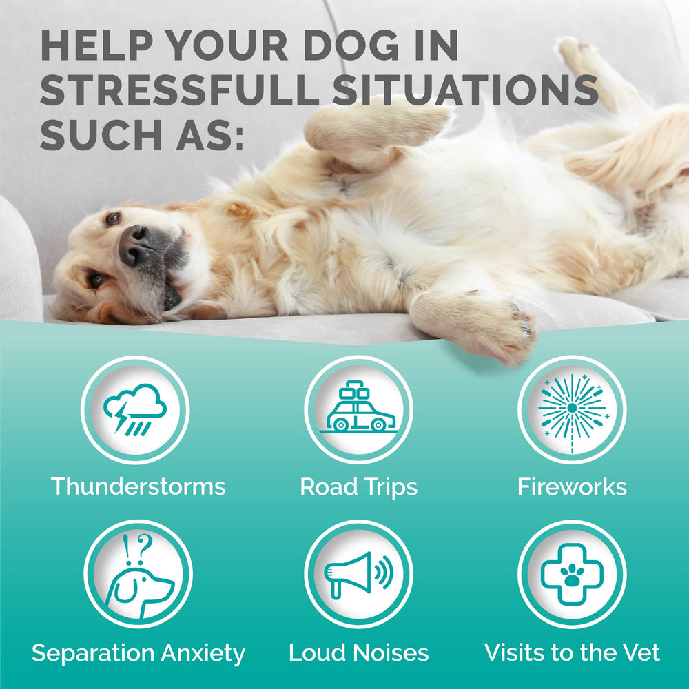 Relaxed dog after taking Premium Care calming chews