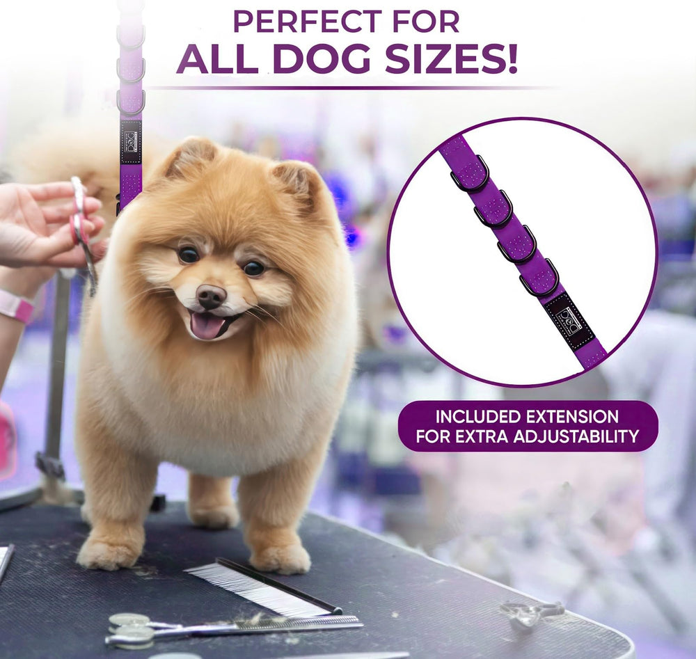 Prestige Elite blue grooming loop enhances visibility during baths and styling.