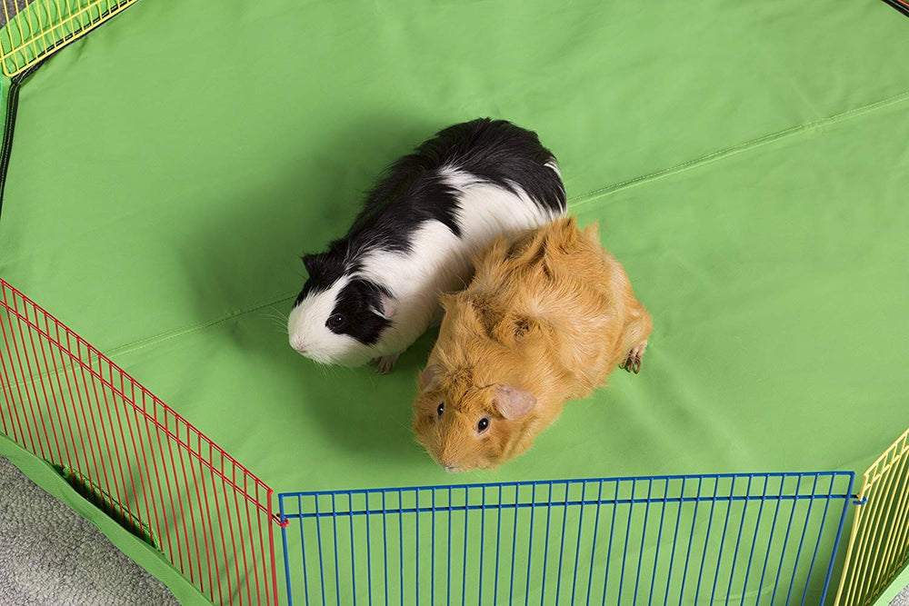 Prevue Hendryx multi-color-design aids quick pet orientation