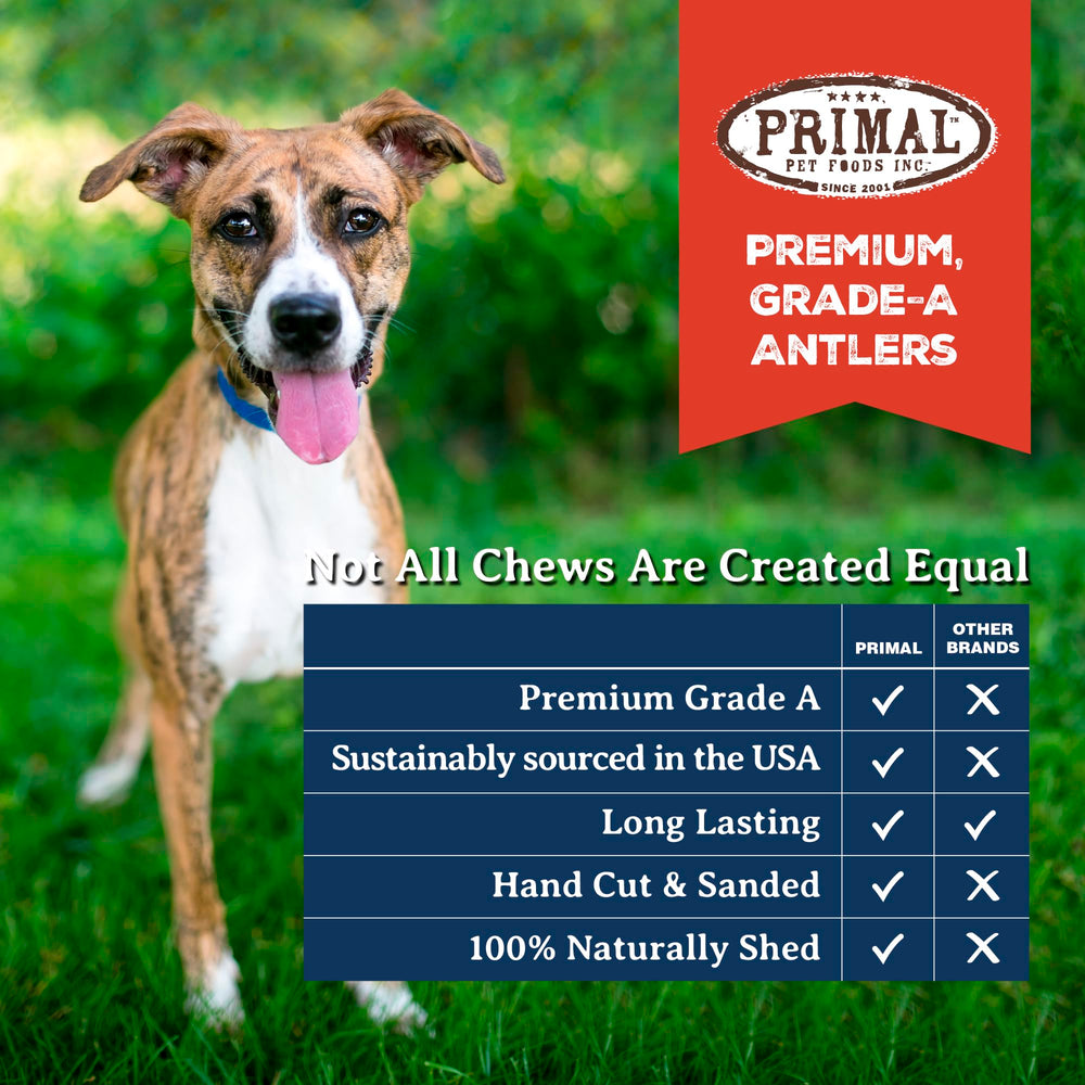 Primal Antlers dogs-enjoyment-dental-benefits—supporting dental care during chewing.