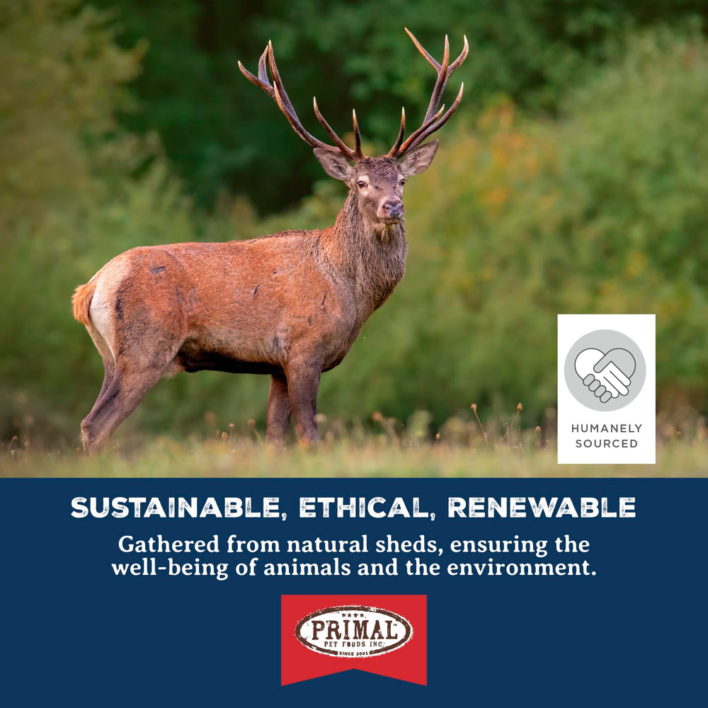Primal Antlers for Dogs dental-friendly chew potential support for dental hygiene through chewing