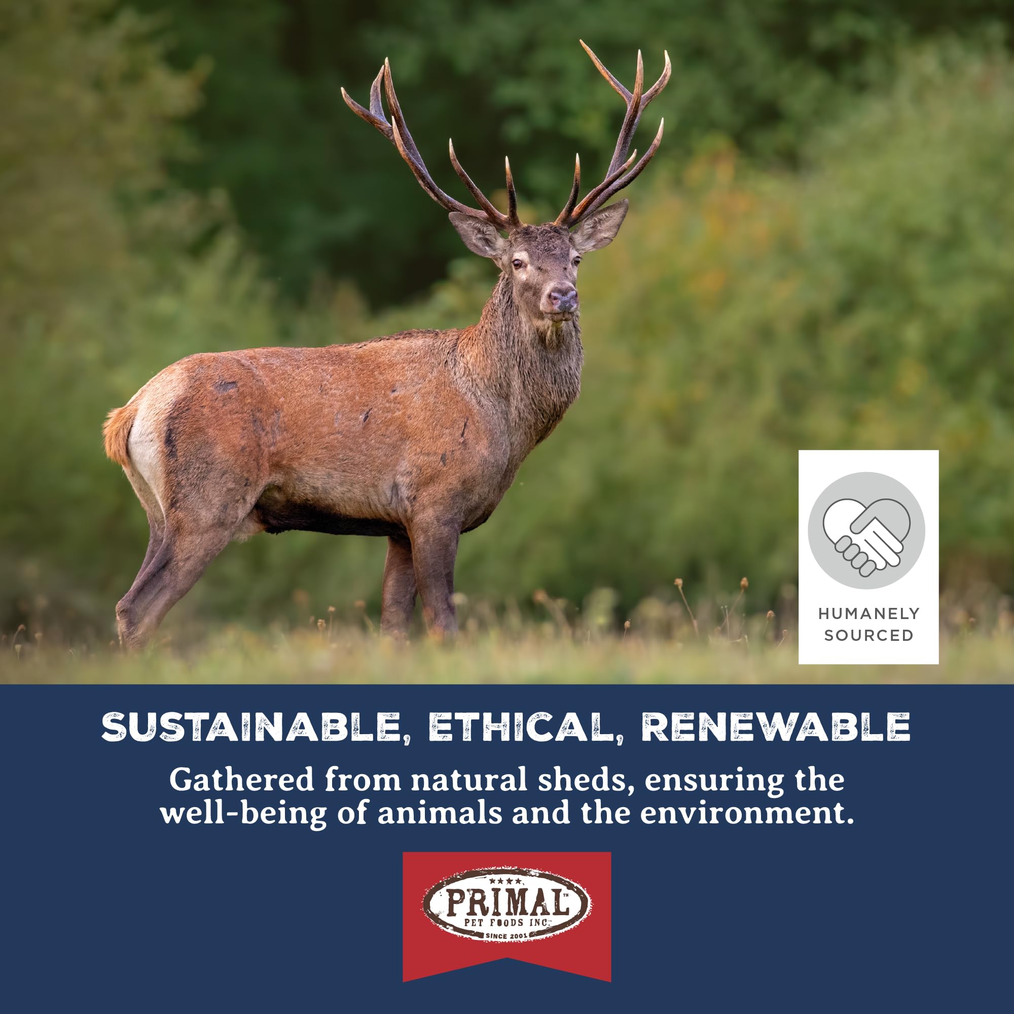 Primal Antlers for Dogs retail display highlighting durability