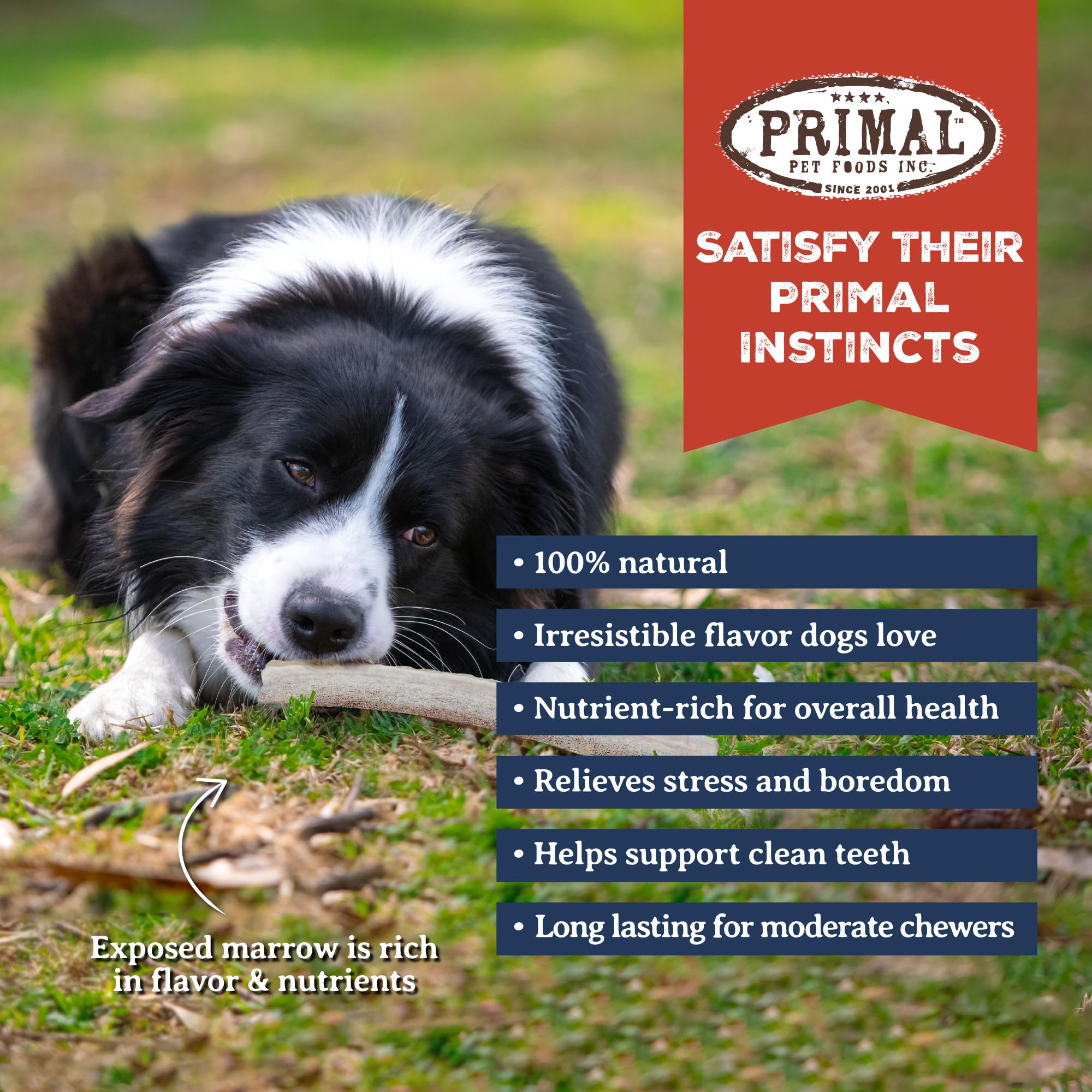 Primal Antlers large dog chewing action showcases extended play.