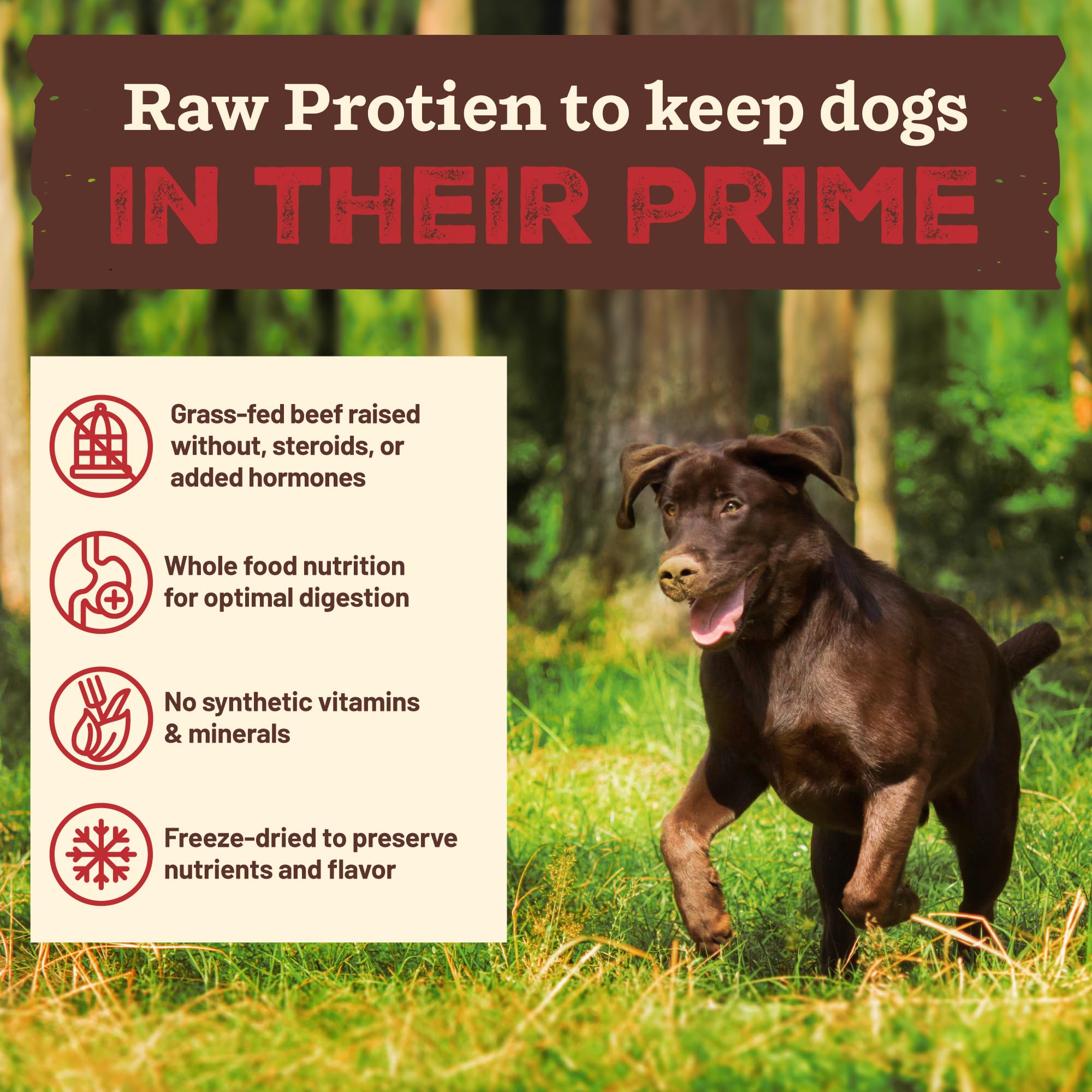 Primal Pet Foods grass-fed beef recipe delivers protein-rich nourishment for steady energy.