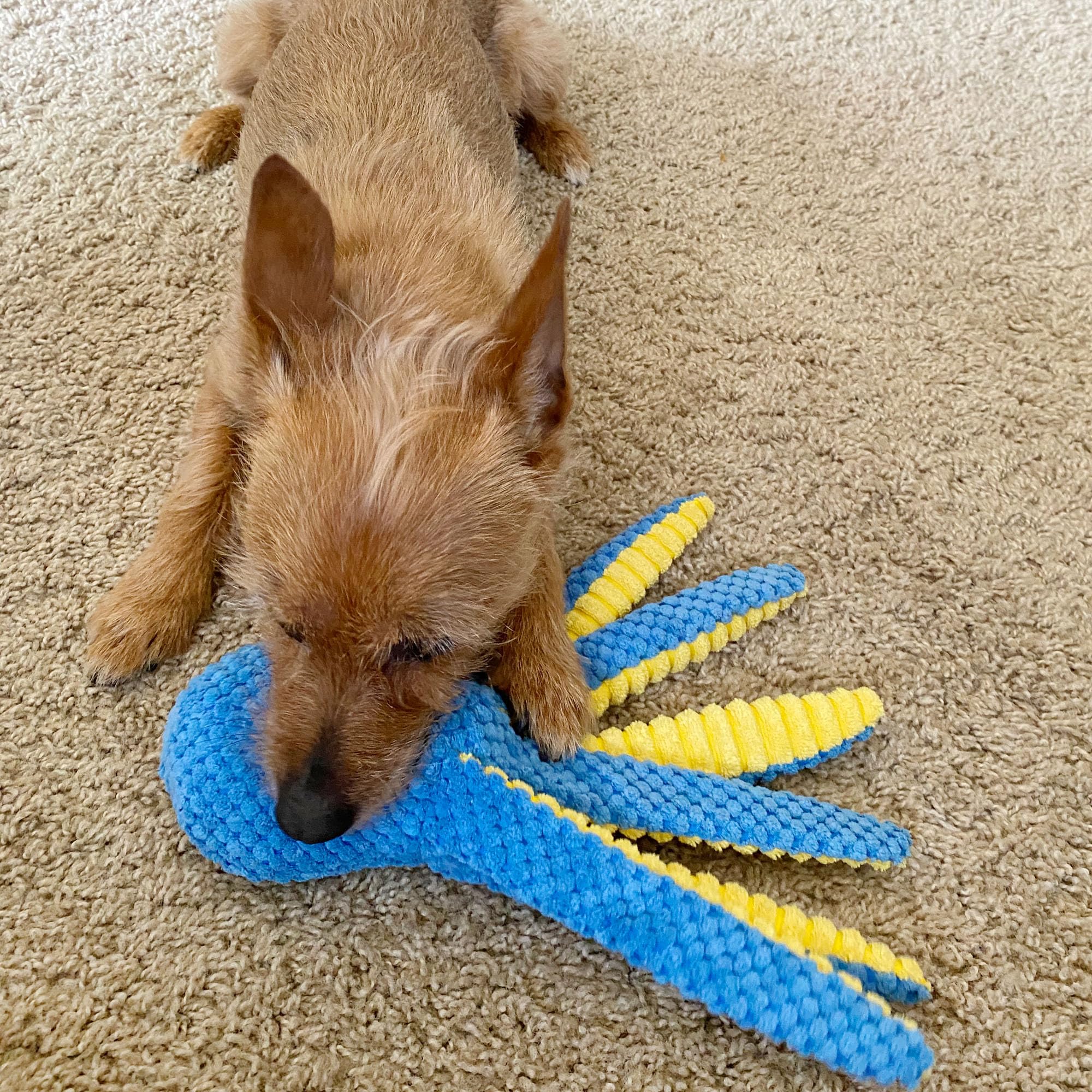 Prime Pets lifestyle dog-play shot featuring dogs with ocean toys.