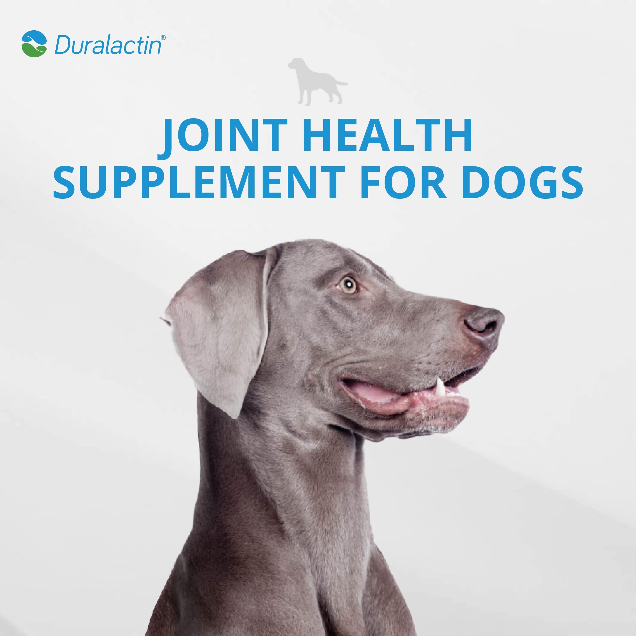 PRN Duralactin puppy playtime outdoors – potential mobility support during activity.