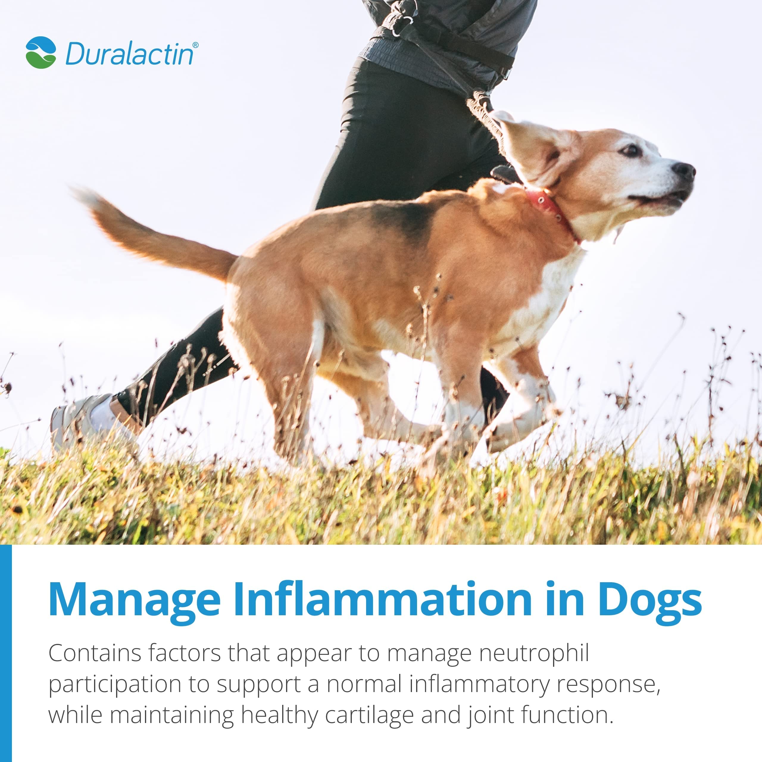 PRN Pharmacal Inc Duralactin chews given after exercise to maintain comfortable movement.