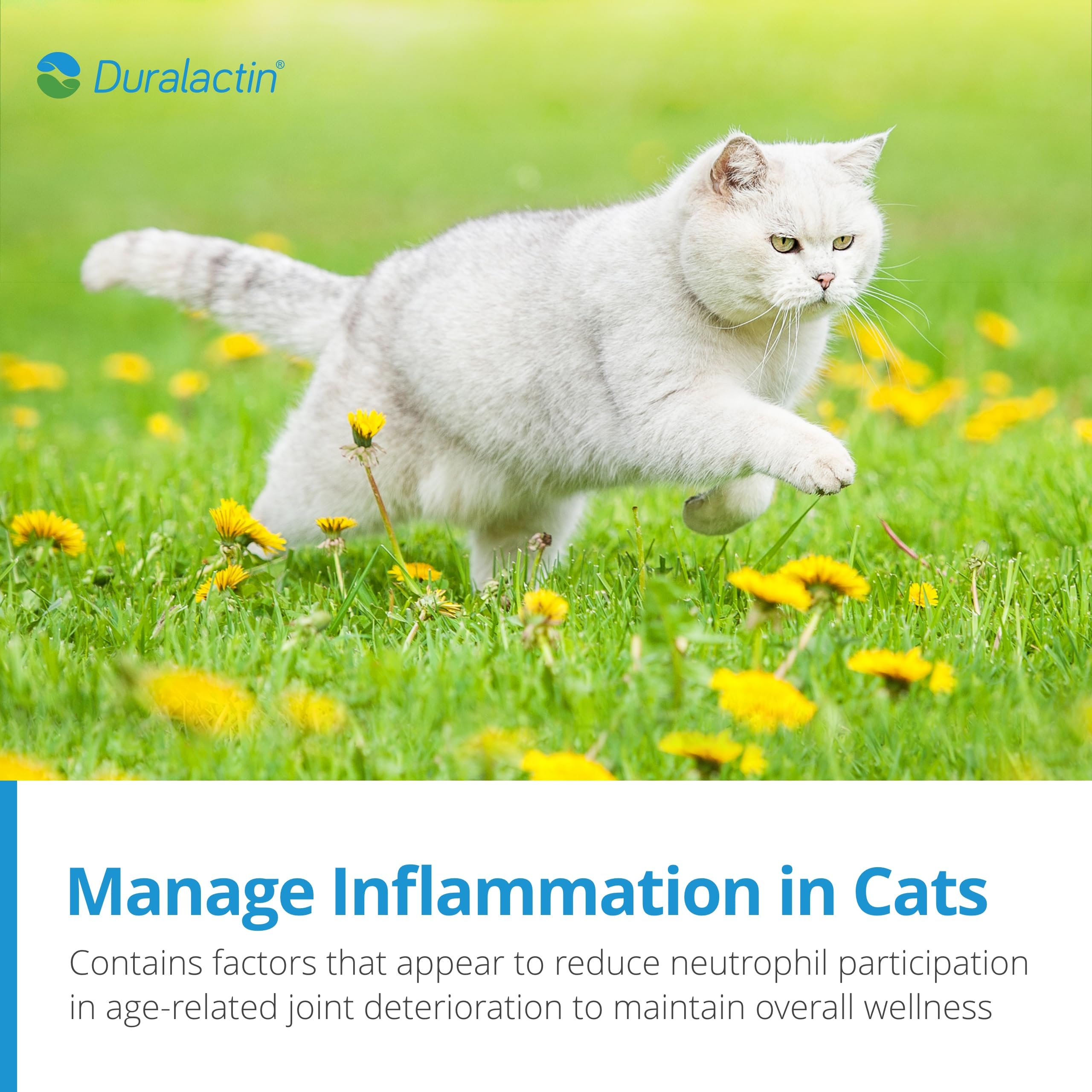 PRN Pharmacal Duralactin Feline cat in play illustrating potential support for ongoing activity