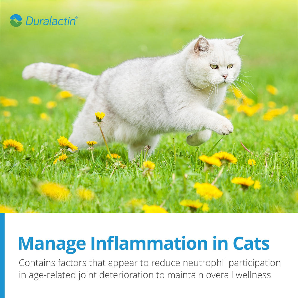 PRN Pharmacal Duralactin Feline cat in play illustrating potential support for ongoing activity