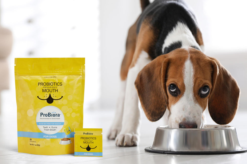 Probiora for Dogs daily-use scoop illustrates convenient powder for dental care.