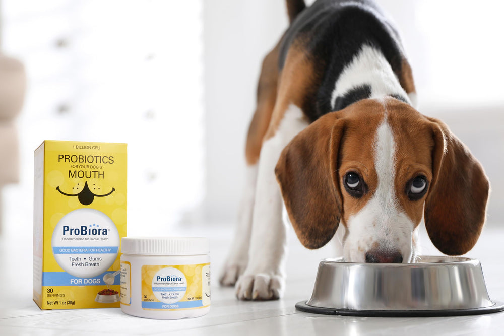 Probiora for Dogs powder close-up ready to mix for dental health.