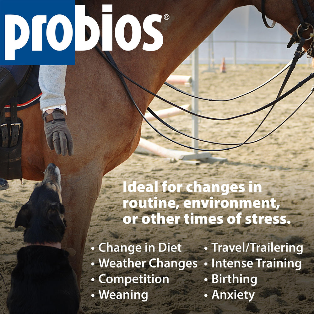 Probios para caballos: apoyo a la absorción de nutrientes durante cambios de dieta.