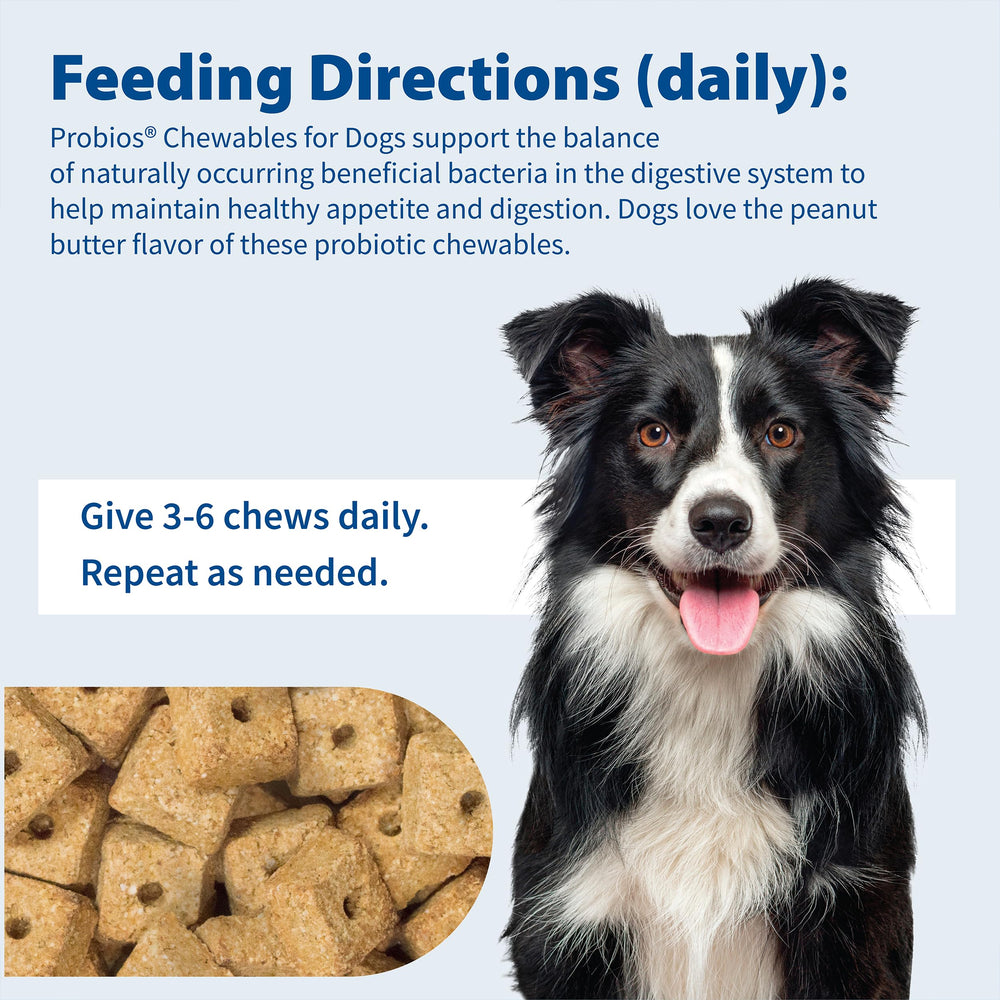 Dog enjoying Probios chewable treat during feeding.