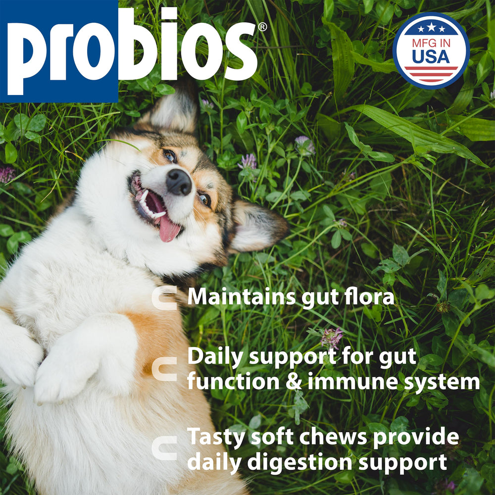 Close-up of Probios Dog Soft Chews showing soft texture for simple dosing.