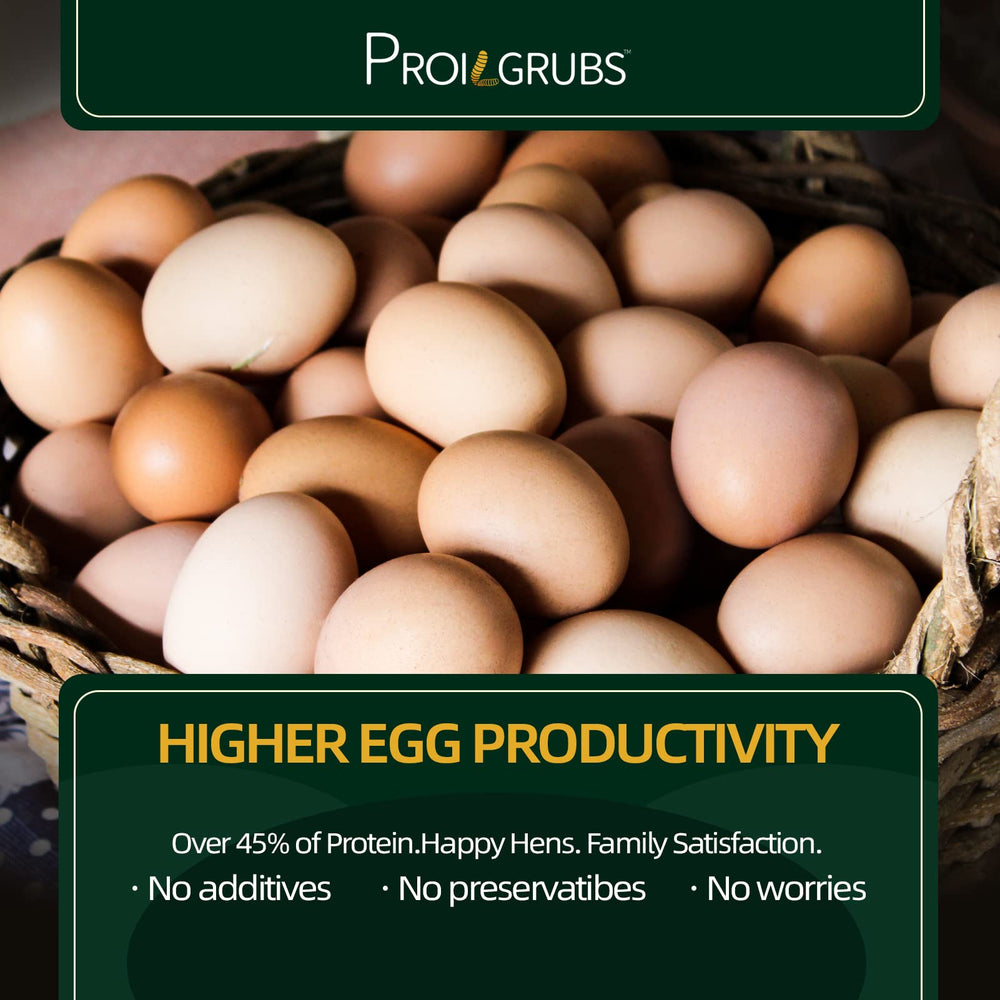 PROILGRUBS chickens feeding with BSFL demonstrates appealing aroma and boosted appetite