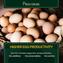 PROILGRUBS chickens feeding with BSFL demonstrates appealing aroma and boosted appetite