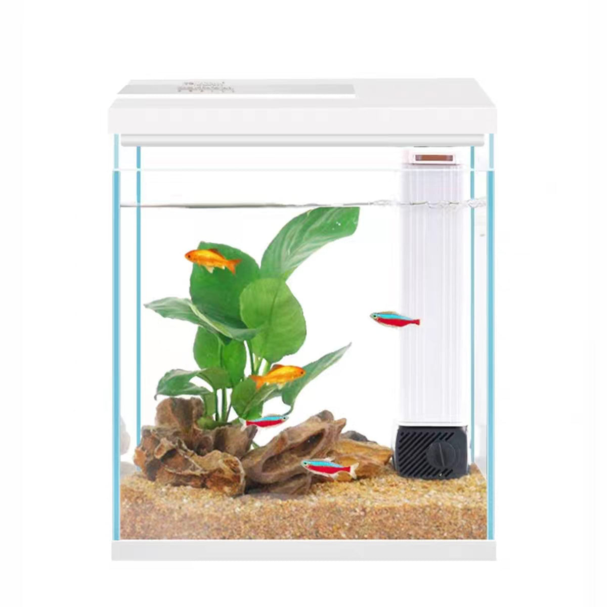 Pronetcus betta tank front view—compact 2-gallon glass aquarium ideal for beginners