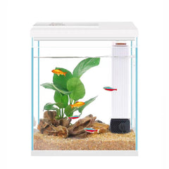 Pronetcus betta tank front view—compact 2-gallon glass aquarium ideal for beginners