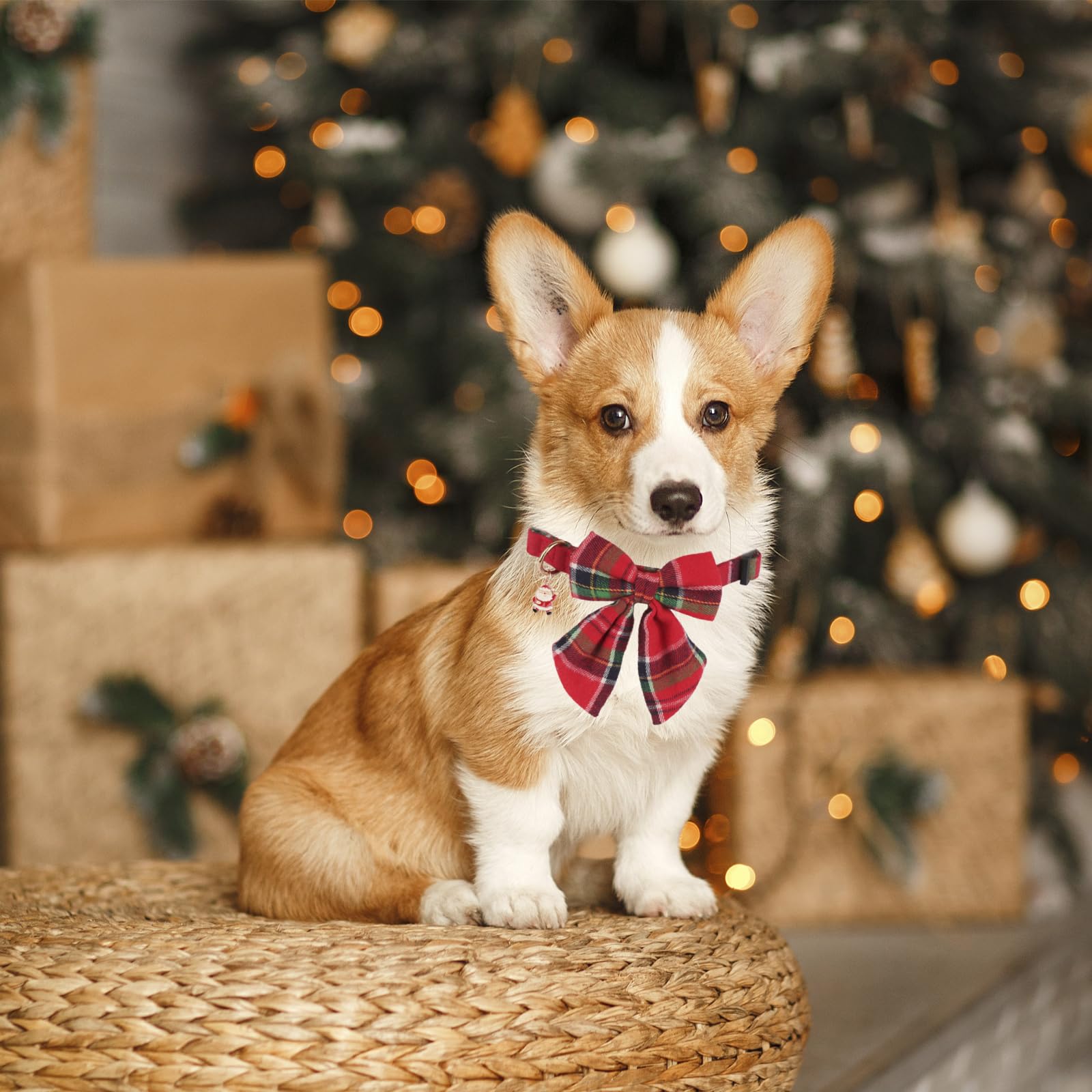 PTDECOR durable buckle and D-ring for leash attachment
