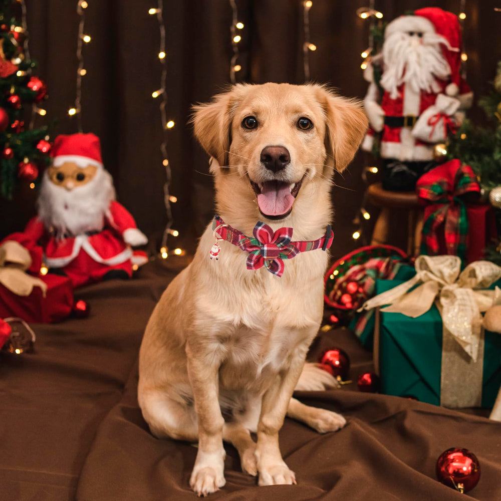 PTDECOR durable buckle and D-ring enabling quick on/off and leash attachment.