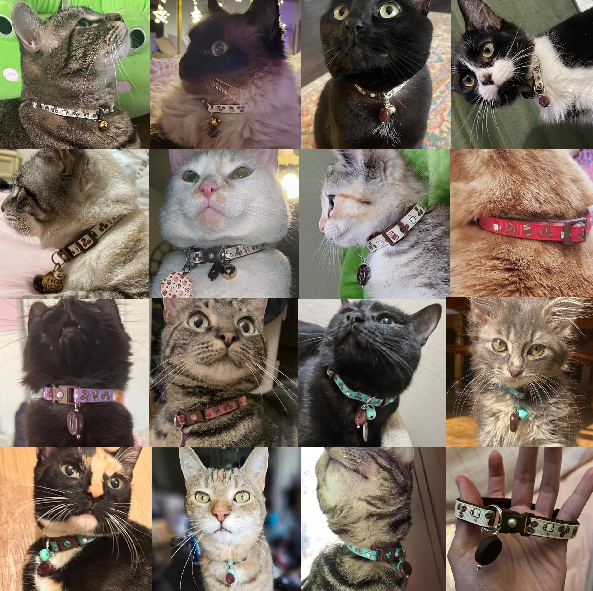Pugs to Persians Coffee Cat Collar with Bell in green, small size for kittens and indoor wear.